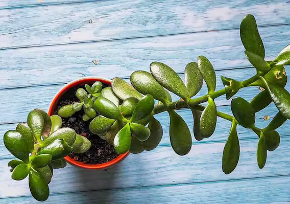 ଏହି ଗଛ ଲଗାଇବା ମାତ୍ରେ ବାସ୍ତୁ ଦୋଷ ଶେଷ ହୋଇ ଟଙ୍କା ବର୍ଷା ହେବ